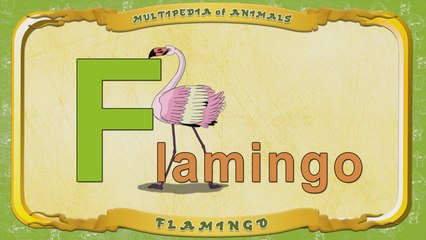 Multipedia of Animals. Letter F - Flamingo