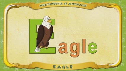 Multipedia of Animals. Letter E - Eagle