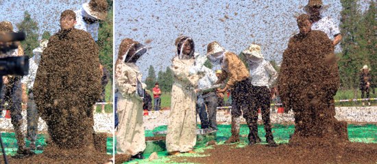 Le corps d'un homme recouvert par 637 000 abeilles