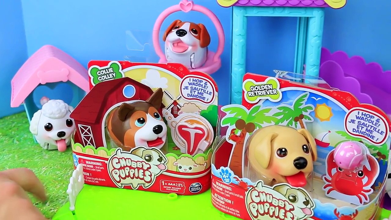 Chubby Puppies ORBEEZ Dog Race! Giant Orbeez Pool Filled Orbeez for Dogs & Orbeez Bath Cha