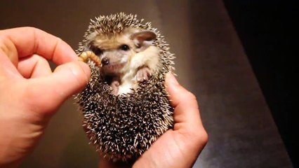 Nourrir son hérisson avec des gros asticots - Trop cool!!