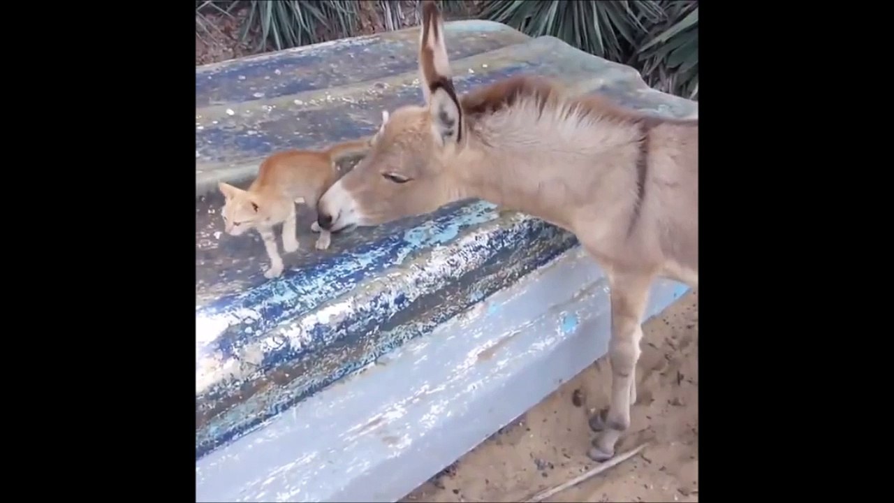 Kitten and donkey are best friends