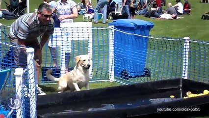 "Va chercher... ah non"... Quand nos chiens se ratent - Compilation