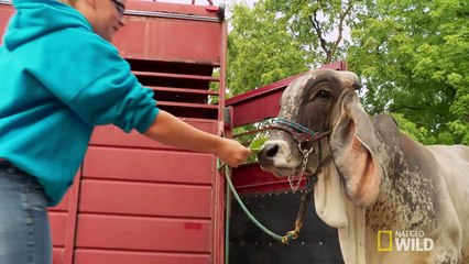 Animal Update: Eeyore the. Cow? | The Incredible Dr. Pol