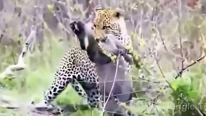 イノシシと捕食者