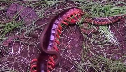 巨大ムカデがヘビを殺します
