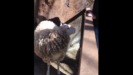 Un mouton qui adore les caresses... Et en redemande