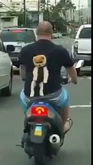 Il transport son jeune chien dans son sac à dos... Adorable