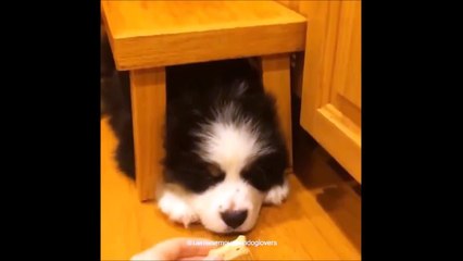 When you're trapped but also very hungry - poor dog