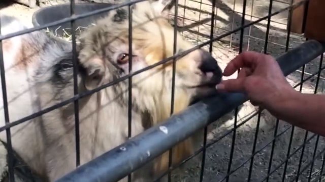 Cette chèvre fait des bruits très bizarre...