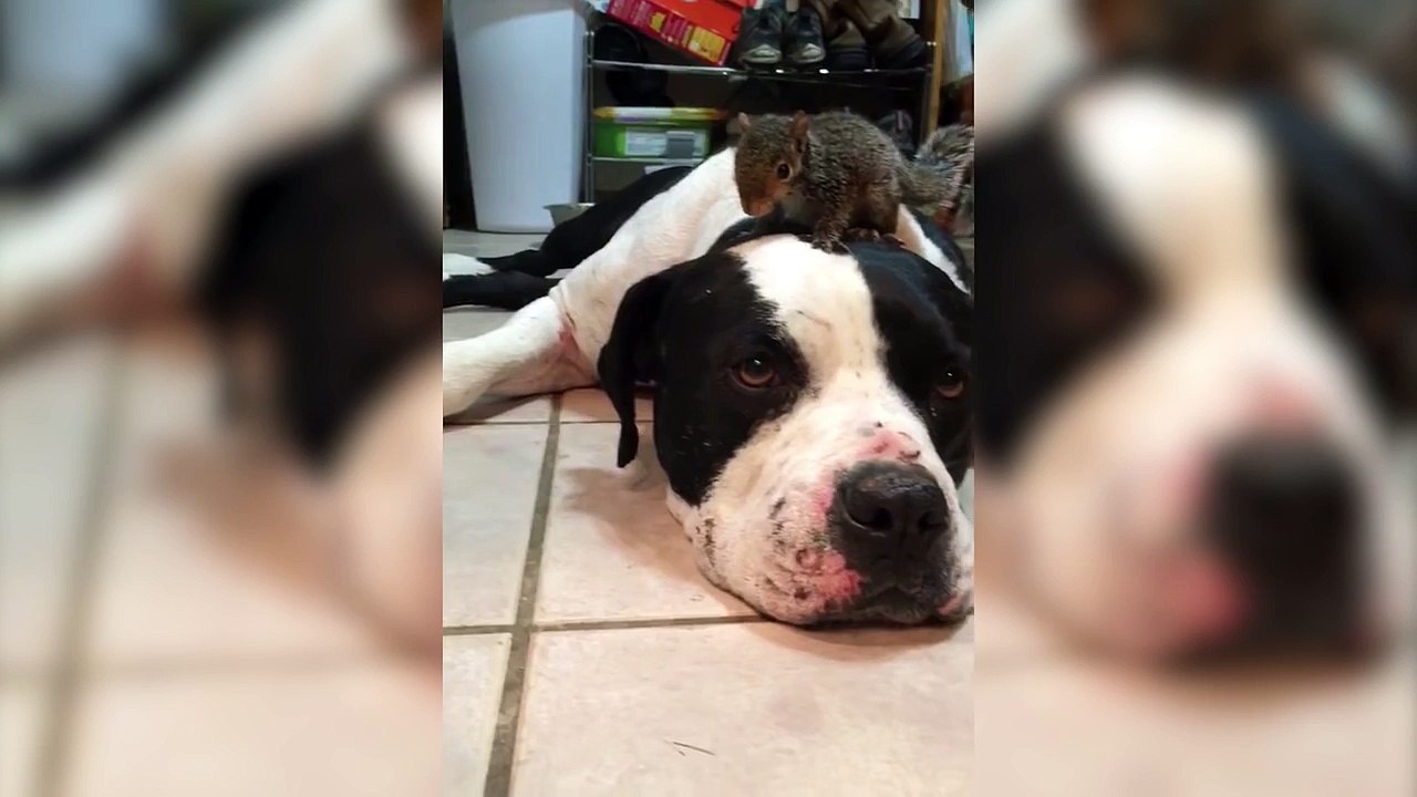 Dog Protects Squirrel on Head from Cat