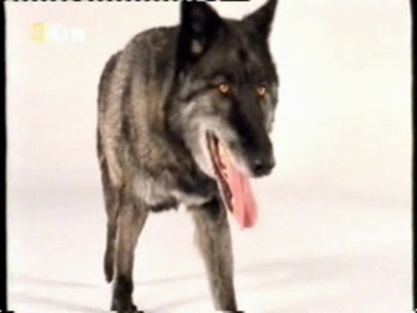 Lobos vs. perros: Inteligencia animal - Vídeo Dailymotion
