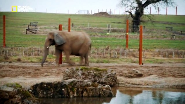 Самые большие доисторические животные! Вымершие гиганты