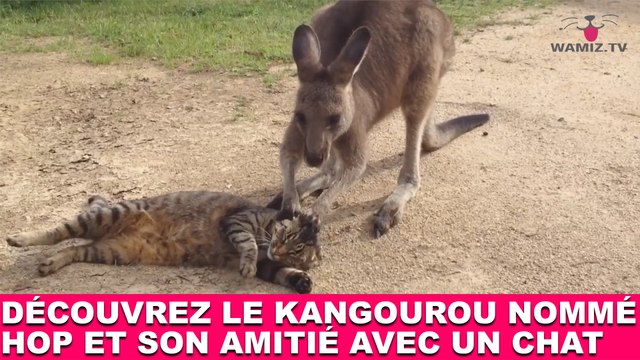 Découvrez le kangourou nommé Hop et son amitié avec un chat ! Tout de suite dans la minute chat #114