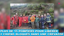 Plus de 15 pompiers pour libérer 2 chiens bloqués dans une crevasse ! À suivre maintenant dans la minute chien #115