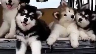 Cute Siberian Puppies are Shaking their heads heart touching.