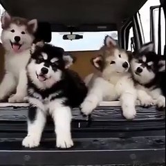Cute Siberian Puppies are Shaking their heads heart touching.