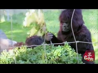 Just For Laughs - 10 Funniest Pranks (9) (Video Editing - Km Music)