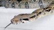 Animal Life Video: The Reptiles Documentary (Snake Documentary Full Length)