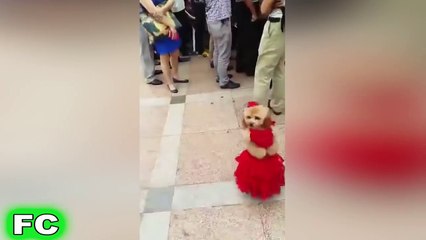 Funny Videos | Try Not To Laugh Challenge | funny pranks | funny videos 2016 - Part 8