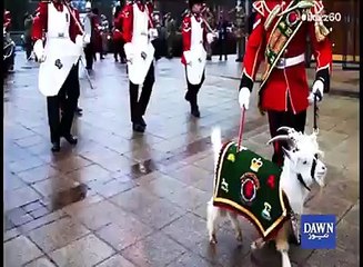 سب سے کم عمر میں برطانوی فوج کا حصہ بننے والا بکرا - youngest goat part of british army