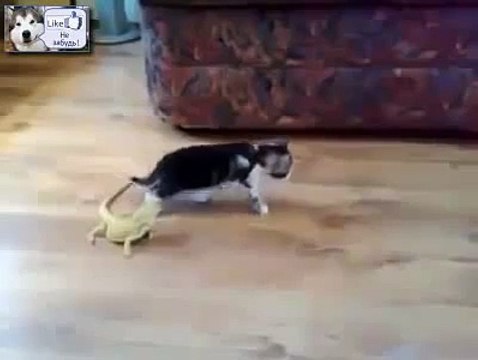 Рептилия подкралось незаметно Смотрите на реакцию котенка, Прикол !