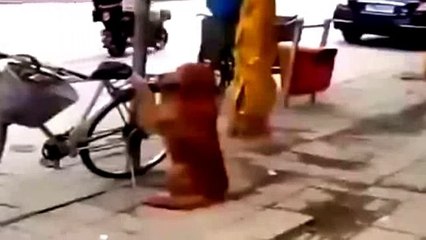 Мне бы такую собаку_коцовка супер!