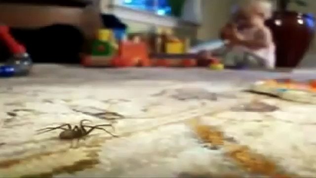 Самые опасные и ядовитые пауки в мире