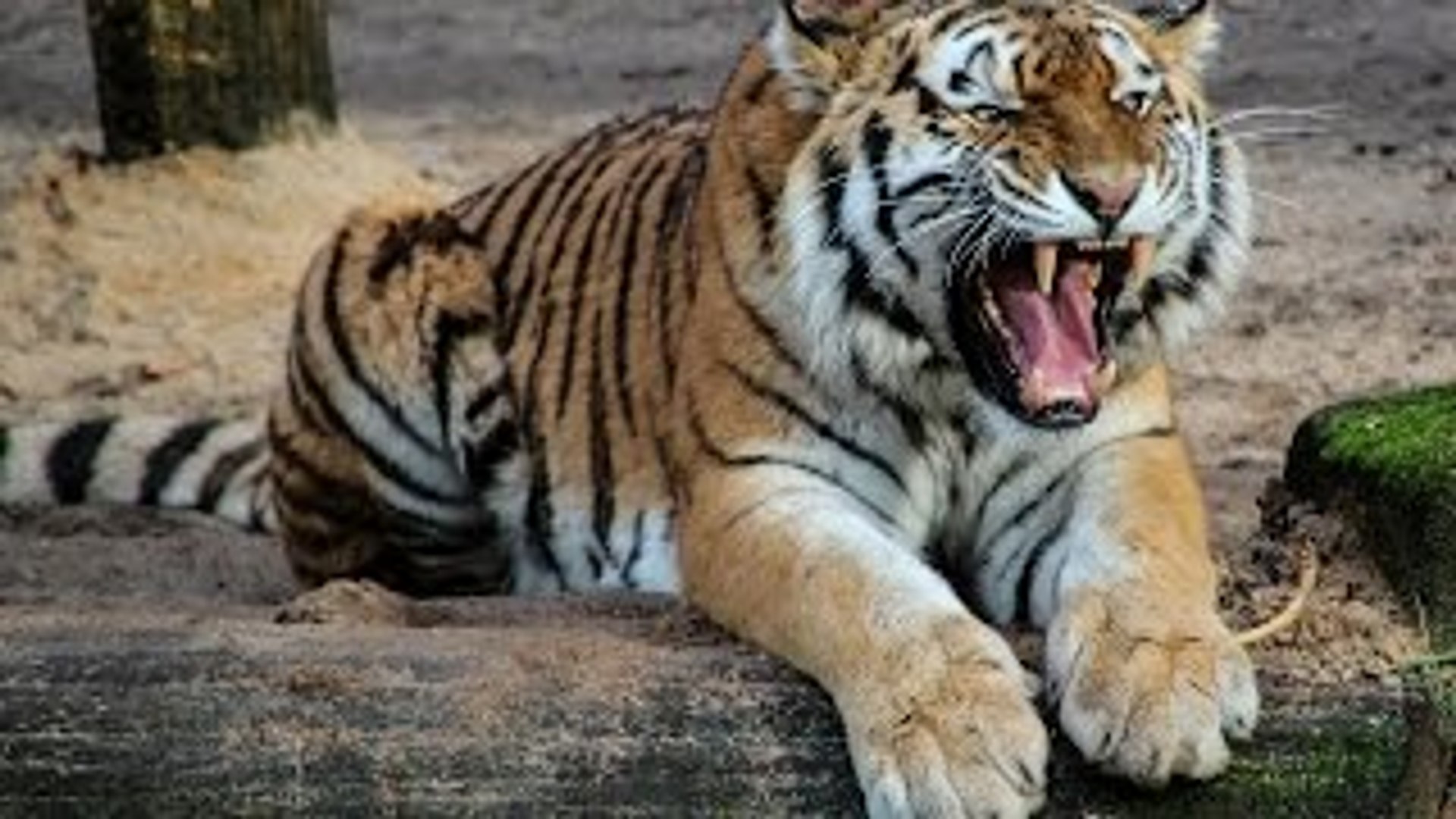 ⁣Animal Life Video: The Killer Bengal Tiger Documentary (Animal Documentary Full Length)