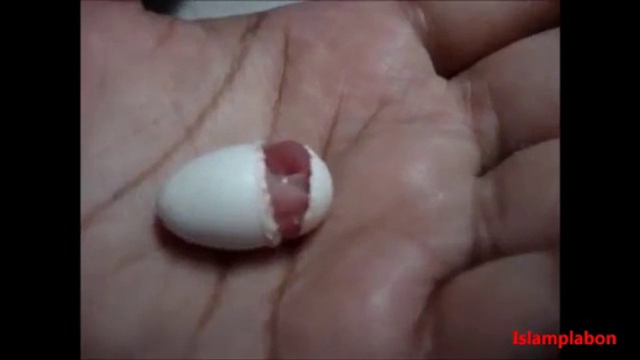 Miracle of Allah! Must Watch And Say Allah Allah