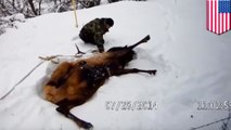 Elk stuck in snow rescued by Oregon state troopers