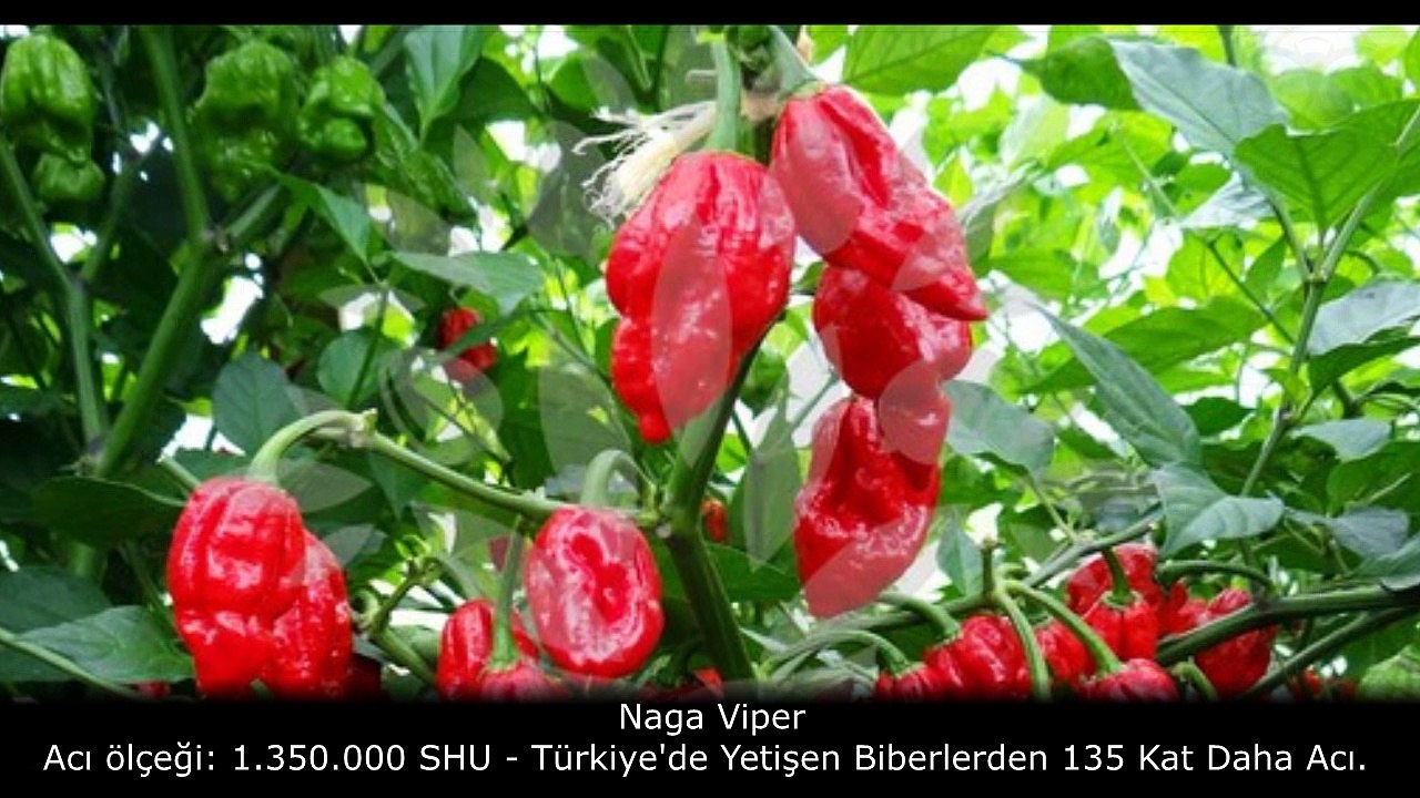 Dünyanın En Acı Biberleri
