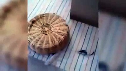 hilarious cat videos 2016,funny dog videos,funny cat videos for kids,funny cat (Funny Videos 720p)