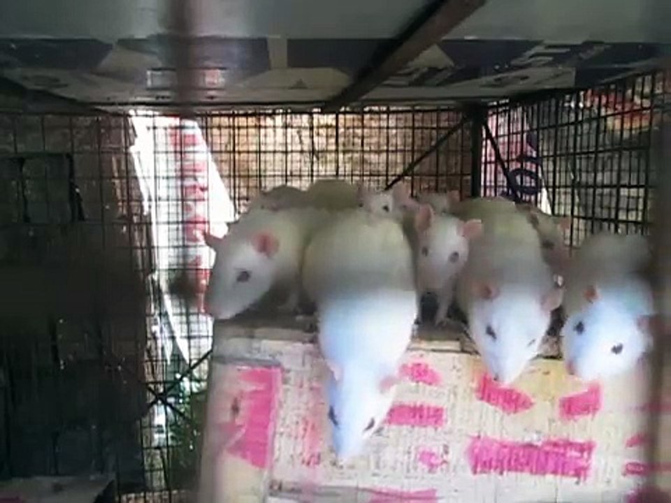 Oh My Cute White Rattiessssssss...............