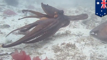 Angry octopuses turn darker colors before they fight
