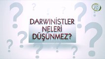 Darwinistler neleri düşünmez? -3-