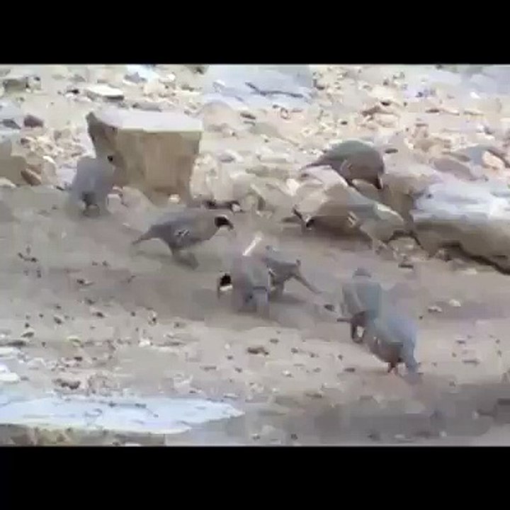 hunt