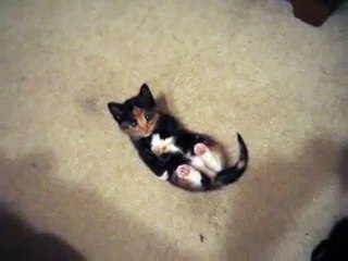 Маленький котенок лежит на спине