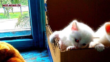 КОТ В САПОГАХ ОТДЫХАЕТ. НАШИ ОДН КОТЁНКИ