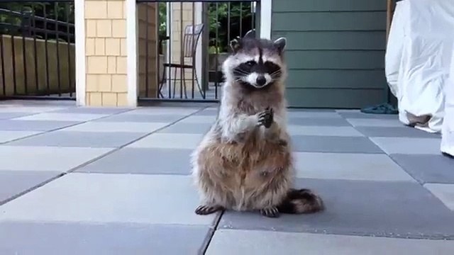 Енот делает ладушки ладушки. Смешной енот