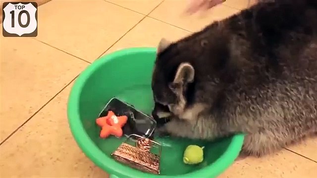 Енот-постирун. Смешной енот стирает ценные вещи