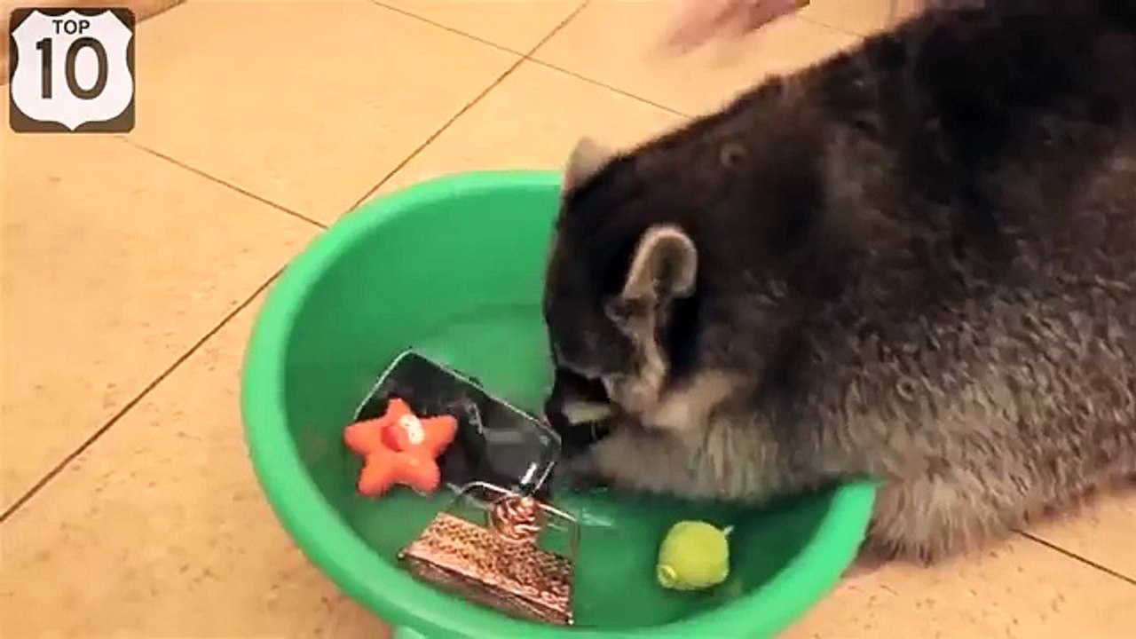 Енот-постирун. Смешной енот стирает ценные вещи