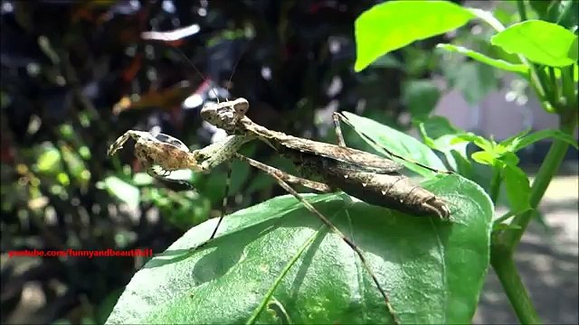 Зарядка богомола Смешной богомол делает зарядку под музыку