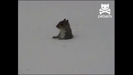 Зимние заначки белки. Смешная белка зимой