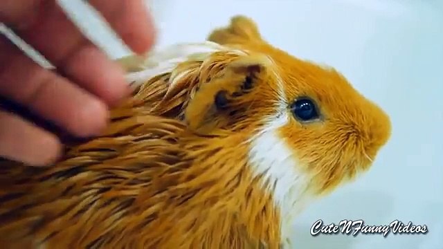 Из жизни морских свинок. Милые морские свинки