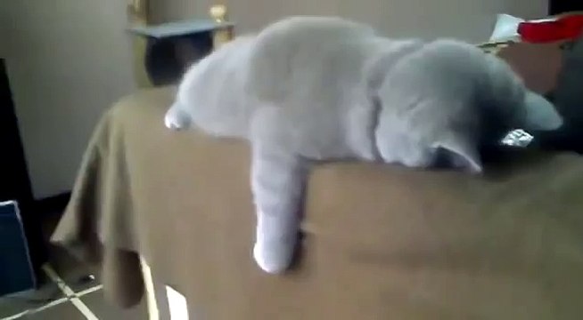 Кот спит в прикольной позе СМОТРЕТЬ ВСЕМ ПРИКОЛ С КОТОМ