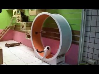 Кот тренирует легкие в колесе