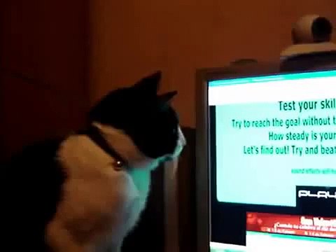 Кота напугали до смерти, он увидел страшное!