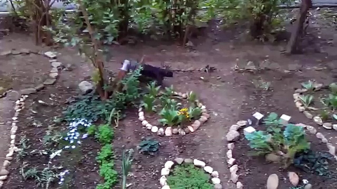 КОТОЛИФТ мега изобретение ПРИКОЛ. Высокотехнологичный кот
