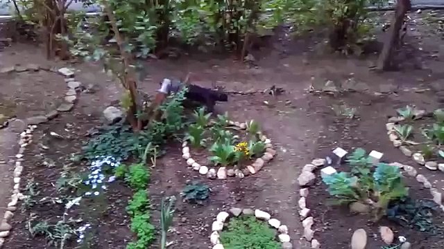 КОТОЛИФТ мега изобретение ПРИКОЛ. Высокотехнологичный кот